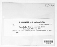 Puccinia malvacearum image